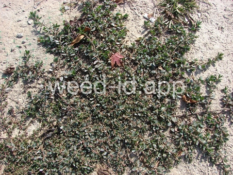 knotweed, striate